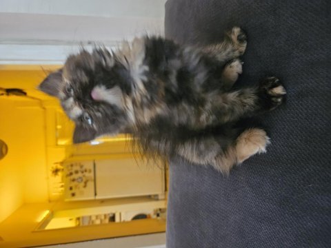 British longhair 2 buçuk ay