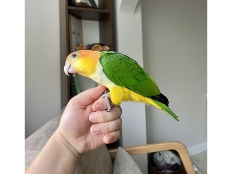 Portakal kafa kayık bebek pelet yem kırmaya başladı