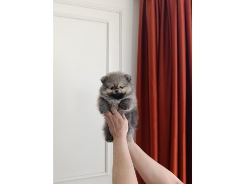 Pomeranian boo bebeklerimiz yeni sahiplerini bekliyorlar