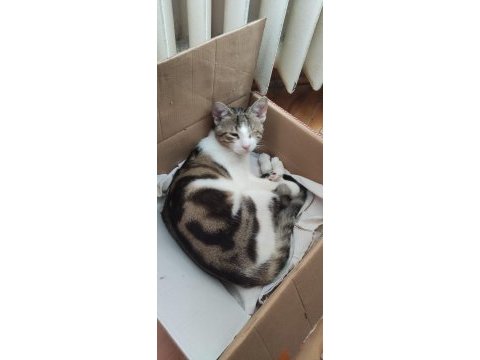 Tek gözlü kedimiz minnoş oğlumuza yuva arıyoruz