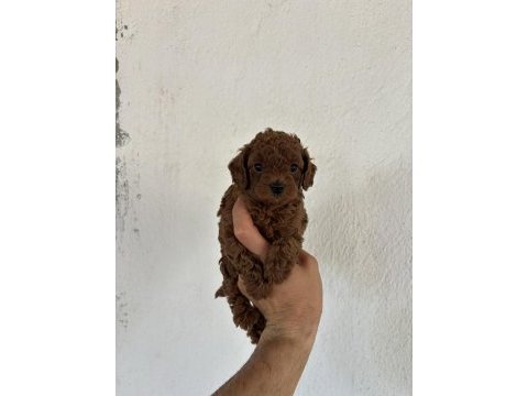 Toy poodle kore bebekler ile sizler tanıştınız mı