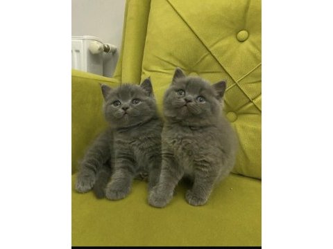 A kalite top kafa british shorthair kızlarım