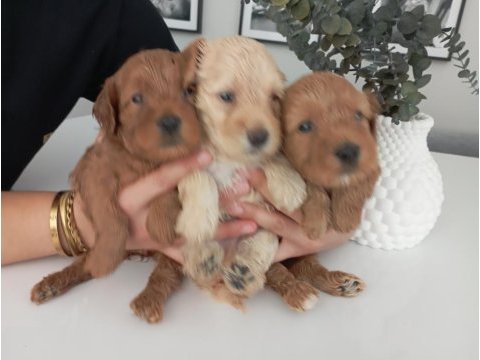 Üst kalite 0 numara maltipoo yavrularımız