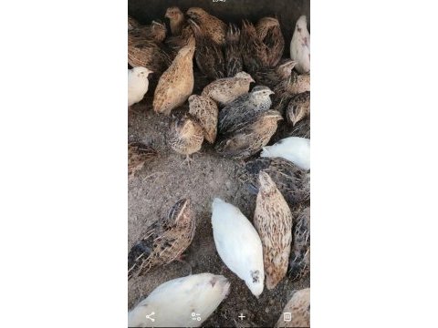 Jumbo japon ve çin bıldırcınları