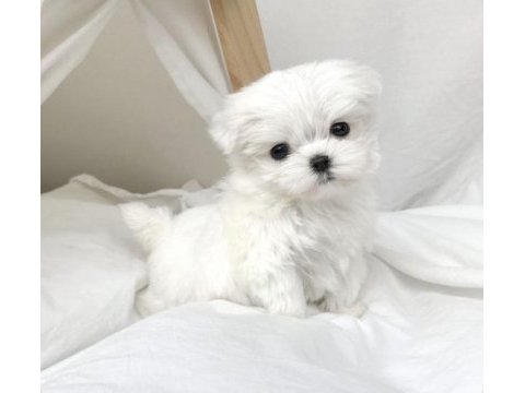 Kore teacup maltese