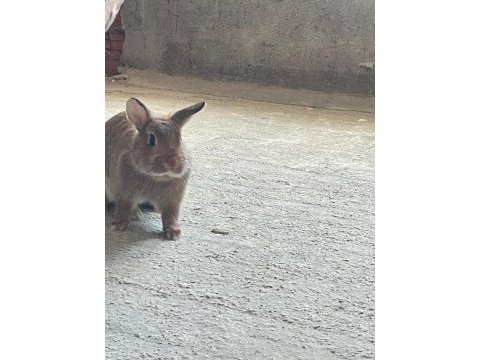 Lop cüce tavşan