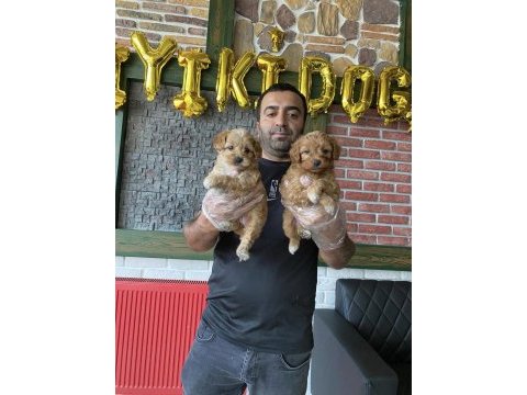 Wc egitimli maltipoo yavrularımız dişi erkek