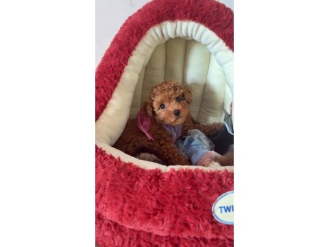 Sevimli toy poodle yavrumuz sahibini bekliyor
