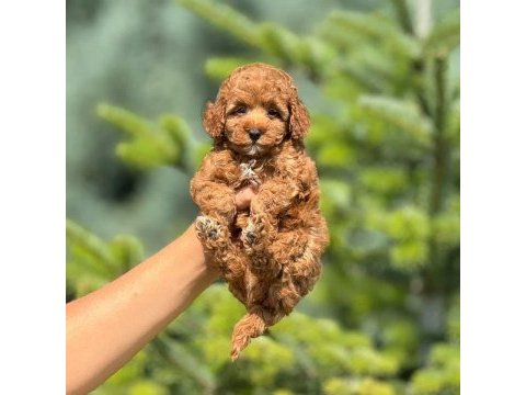 Yalovada birbirinden güzel toy poodle