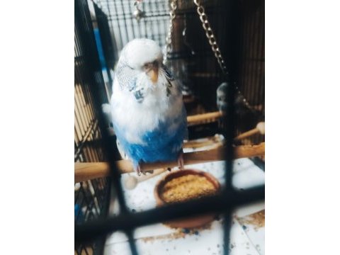 Maşallah show jumbo muhabbet kuşu damızlık ve yavrular