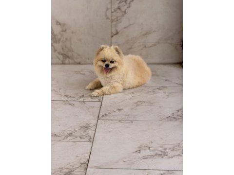 Ayı surat yetişkin pomeranian boo