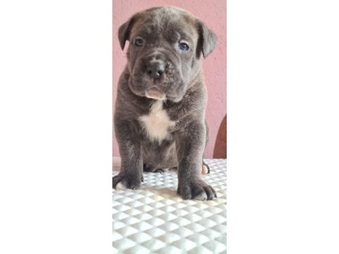 Anatomi harikası cane corso bebeklerim