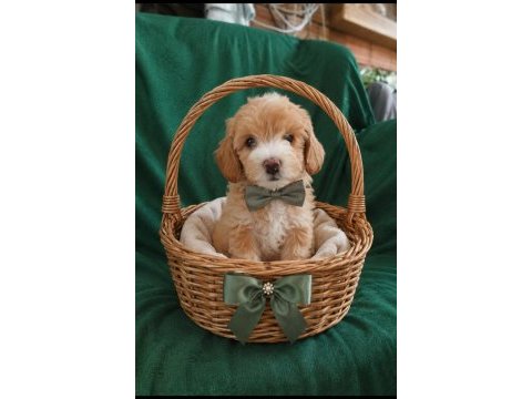 Poodle ozellıklerıne sahip