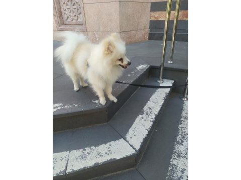 Pomeranian ciğer boo