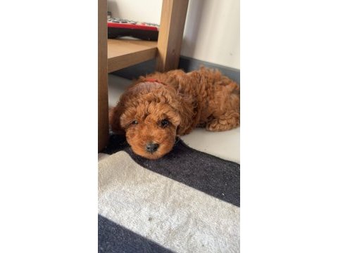 Kore yavrusu a kalite orjinal toy poodle yavrular