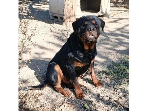 Erkek dişi genç rottweiler köpeği