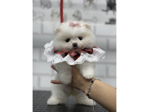 Minik teddy bear teacup pomeranian boo