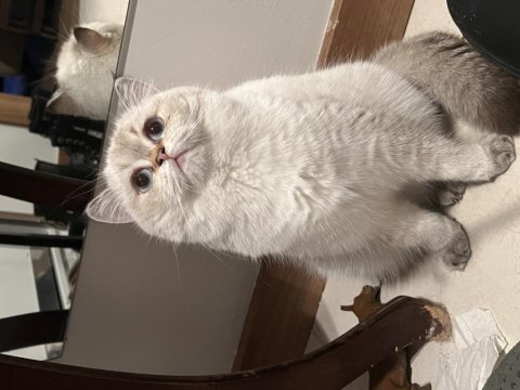 Safkan british shorthair dişi yuva arıyor