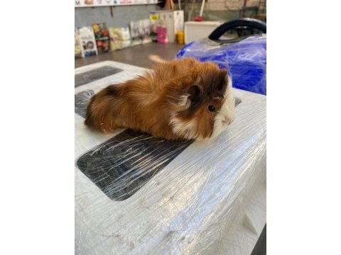 Guinea pig ler geldi