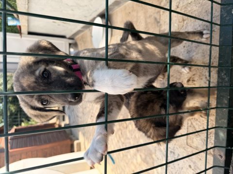 İki yavru köpeğimizi sahiplendirme