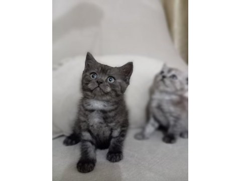 British shorthair yavrular