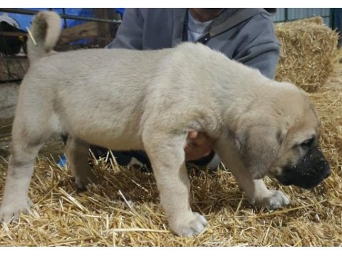 Dev gibi köpekler arıyorsan doğru yerdesın
