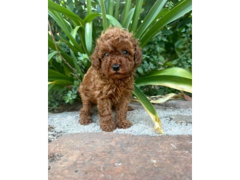 Toy poodle aşılı karneli yavrular