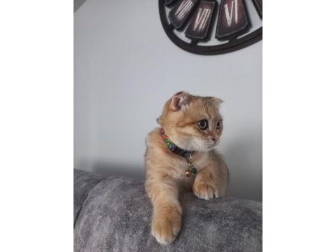 Oyuncu scottish fold karamel için yuva arıyoruz