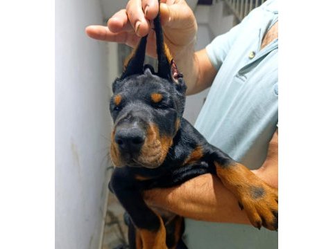 A şecere üst düzey doberman