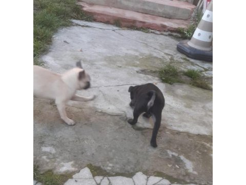 Sıfır burun erkek siyah ve dişi krem pug