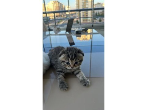 Maviş gözlü oyuncu ve çok akıllı scottish fold