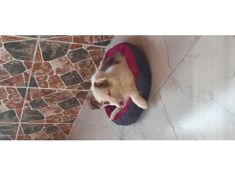 Border collie yavrumuza yuva arıyoruz