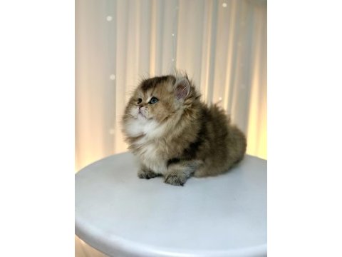 Show class ny25 british longhair prenses