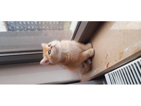 British shorthair kaliteli yavrular golden yavrular
