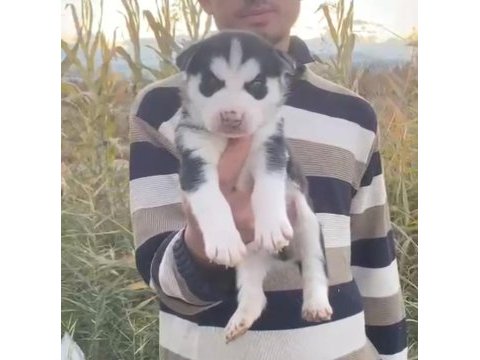 Husky ırkının en iyilerinden yavrular