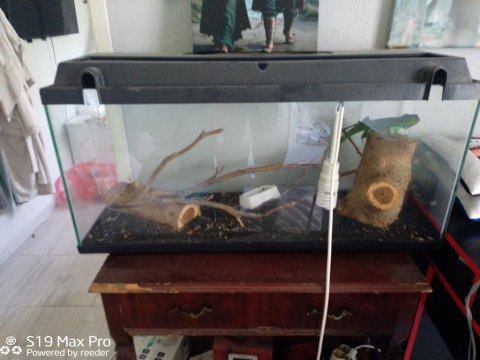 Tüm eşyaları ile birlikte iguana