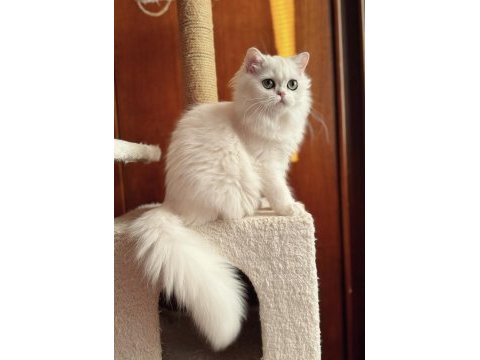 Kısırlaştırma şartıyla ücretsiz aşırı sevecen kedimiz