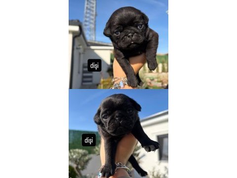 Orijinal gül kuyruk nadir bulunan siyah renkte pug yavrular