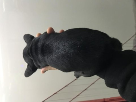 Mikro dişi french bulldog