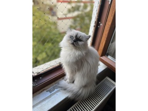 2 yaşında dişi full şecere british longhair