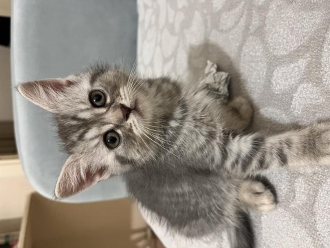 2 aylık dişi british longhair bebeğim