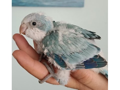Bebek mavi monk papağanları