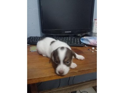 2 erkek yavru jack russell