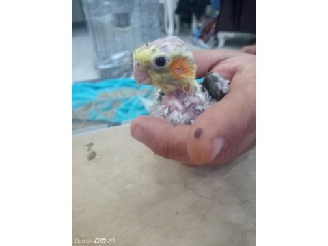2,5 yaşında erkek ve dişi sultan papağan+3 tane yavru