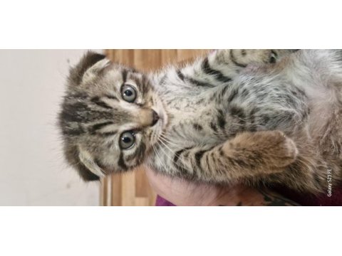 2 aylık scottish fold