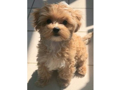 Irk ve sağlık garantili kıvırcık maltipoo bebekler