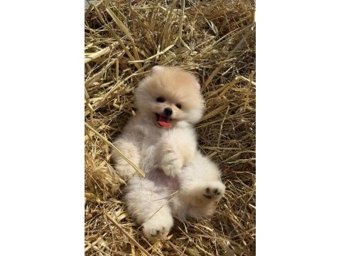 Gülen yüz ayı surat pomeranian boo