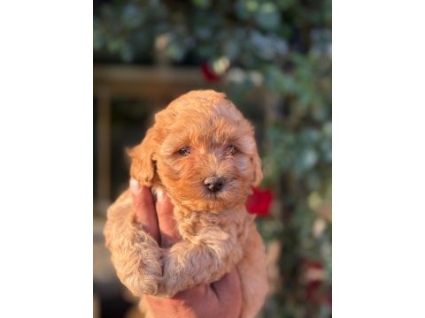 Maltipoo yavru