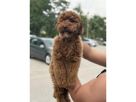 Sahibinden yaşına girmek üzere poodle