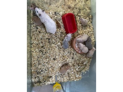 Suriye hamster için ulaşınız